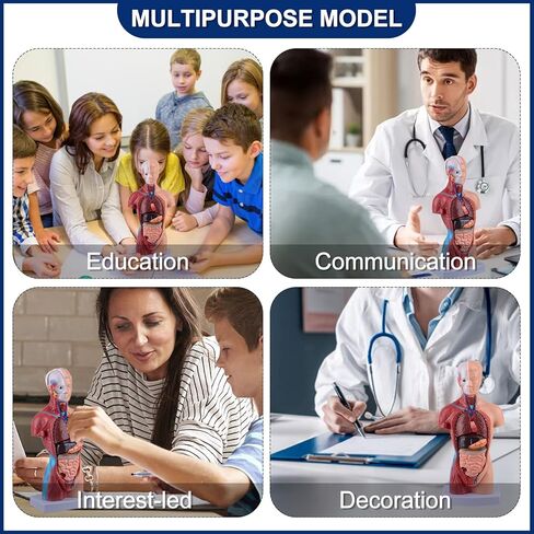 Ultrassist Human Torso Model Includes Digital Manual, Human Body Model for Kids, Human Anatomy Model for Science Education in Kuwait