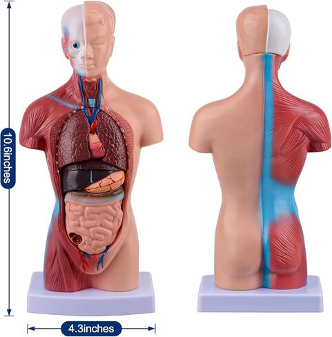 Ultrassist Human Torso Model Includes Digital Manual, Human Body Model for Kids, Human Anatomy Model for Science Education in Kuwait