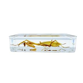 Resin Insects, Insect Specimens, Resin Preservation, Resin Amber for Children's Science Education, Collection (Frog Growth History, Mantis, Gecko) (Gecko)
