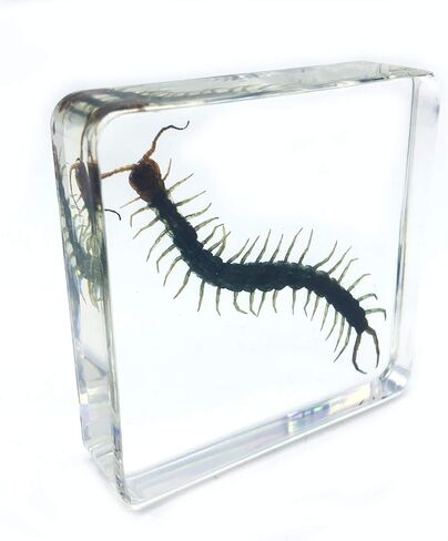 Centipede（Chilopod）（Scolopendra）Science Specimen in Acrylic Block Paperweights Science Classroom Specimens for Science Education（3x3x1 Inch） in Saudi Arabia