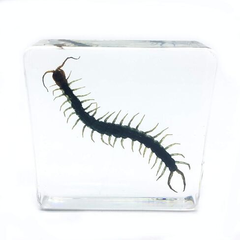 Centipede（Chilopod）（Scolopendra）Science Specimen in Acrylic Block Paperweights Science Classroom Specimens for Science Education（3x3x1 Inch） in Saudi Arabia