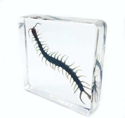 Centipede（Chilopod）（Scolopendra）Science Specimen in Acrylic Block Paperweights Science Classroom Specimens for Science Education（3x3x1 Inch） in Saudi Arabia