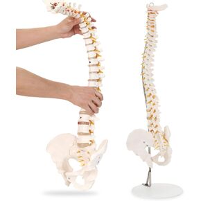HINGONS نموذج العمود الفقري، 34 بوصة مرن بالحجم الطبيعي للحبل الشوكي نموذج العلاج بتقويم العمود الفقري مع الحوض والحبل الشوكي والأعصاب والفقرات، نموذج العمود الفقري للعرض التشريحي للطبيب والعلوم والتعليم ودراسة التشريح in Kuwait
