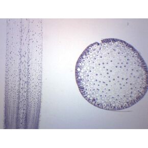 انقسام الإسكاريس والبصل، شريحة مجهرية مُجهزة - 75 × 25 مم - انقسام النبات والحيوان، المجهر التمهيدي - Eisco Labs in Kuwait