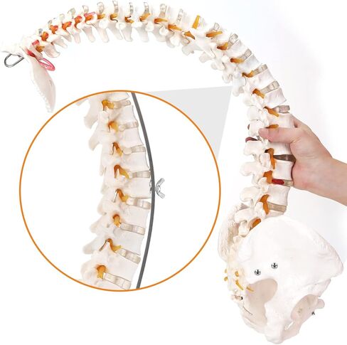HINGONS نموذج العمود الفقري، 34 بوصة مرن بالحجم الطبيعي للحبل الشوكي نموذج العلاج بتقويم العمود الفقري مع الحوض والحبل الشوكي والأعصاب والفقرات، نموذج العمود الفقري للعرض التشريحي للطبيب والعلوم والتعليم ودراسة التشريح in Kuwait