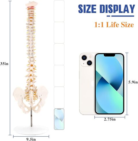 HINGONS نموذج العمود الفقري، 34 بوصة مرن بالحجم الطبيعي للحبل الشوكي نموذج العلاج بتقويم العمود الفقري مع الحوض والحبل الشوكي والأعصاب والفقرات، نموذج العمود الفقري للعرض التشريحي للطبيب والعلوم والتعليم ودراسة التشريح in Kuwait