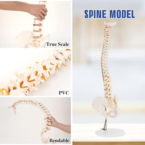 HINGONS نموذج العمود الفقري، 34 بوصة مرن بالحجم الطبيعي للحبل الشوكي نموذج العلاج بتقويم العمود الفقري مع الحوض والحبل الشوكي والأعصاب والفقرات، نموذج العمود الفقري للعرض التشريحي للطبيب والعلوم والتعليم ودراسة التشريح in Kuwait