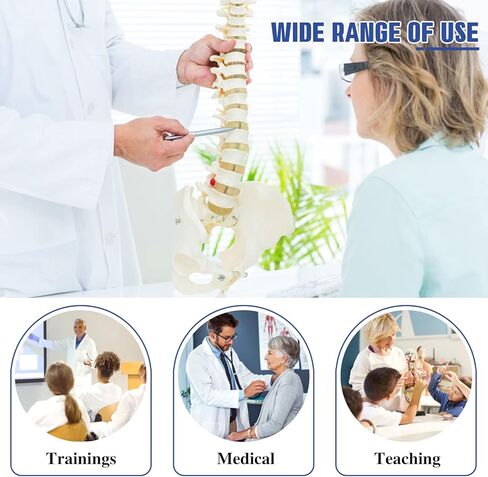 HINGONS نموذج العمود الفقري، 34 بوصة مرن بالحجم الطبيعي للحبل الشوكي نموذج العلاج بتقويم العمود الفقري مع الحوض والحبل الشوكي والأعصاب والفقرات، نموذج العمود الفقري للعرض التشريحي للطبيب والعلوم والتعليم ودراسة التشريح in Kuwait