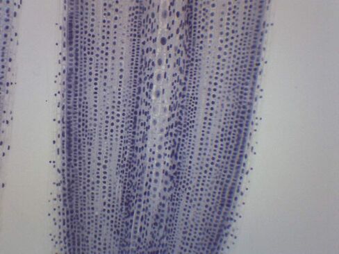 انقسام الإسكاريس والبصل، شريحة مجهرية مُجهزة - 75 × 25 مم - انقسام النبات والحيوان، المجهر التمهيدي - Eisco Labs in Kuwait