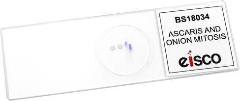 انقسام الإسكاريس والبصل، شريحة مجهرية مُجهزة - 75 × 25 مم - انقسام النبات والحيوان، المجهر التمهيدي - Eisco Labs in Kuwait
