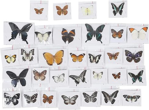 20 قطعة عشوائية متنوعة من الفراشات الطبيعية وأجنحة الفراشة المحفوظة والمنتشرة وعينات حشرات الفراشة لهواة الحشرات والمشروعات التعليمية لطلاب علم الأحياء in Kuwait