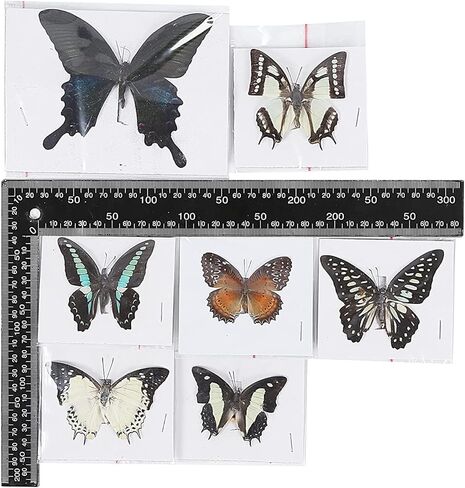 20 قطعة عشوائية متنوعة من الفراشات الطبيعية وأجنحة الفراشة المحفوظة والمنتشرة وعينات حشرات الفراشة لهواة الحشرات والمشروعات التعليمية لطلاب علم الأحياء in Kuwait