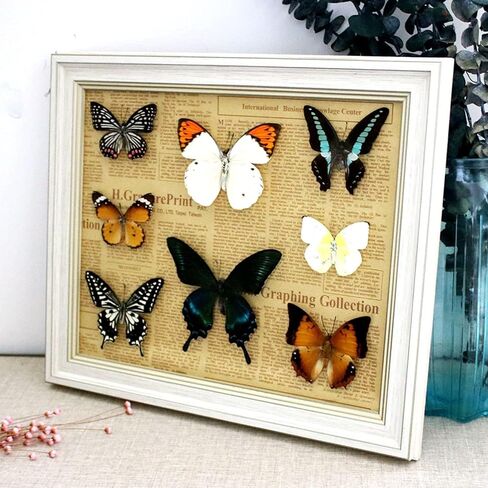 20 قطعة عشوائية متنوعة من الفراشات الطبيعية وأجنحة الفراشة المحفوظة والمنتشرة وعينات حشرات الفراشة لهواة الحشرات والمشروعات التعليمية لطلاب علم الأحياء in Kuwait