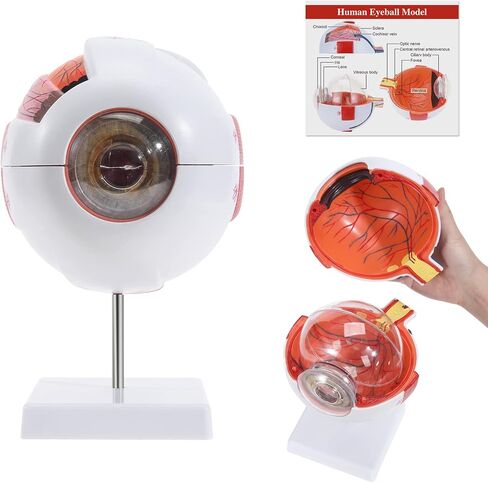 SKUMOD Eyeball Anatomical Model, Detachable Eyeball Model 7 Parts, Scientific Eyeball Model Include Corneal, Sclera, Choroid, Retina, Iris, Lens, Vitreous Body, Optic Nerve Etc with Colorful Manual in Kuwait