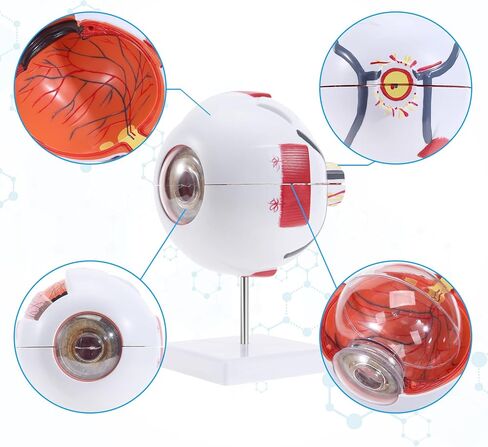 SKUMOD Eyeball Anatomical Model, Detachable Eyeball Model 7 Parts, Scientific Eyeball Model Include Corneal, Sclera, Choroid, Retina, Iris, Lens, Vitreous Body, Optic Nerve Etc with Colorful Manual in Kuwait