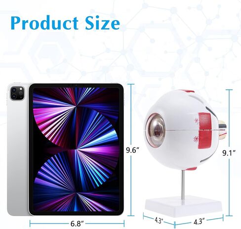 SKUMOD Eyeball Anatomical Model, Detachable Eyeball Model 7 Parts, Scientific Eyeball Model Include Corneal, Sclera, Choroid, Retina, Iris, Lens, Vitreous Body, Optic Nerve Etc with Colorful Manual in Kuwait