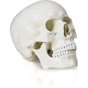 Vision Scientific VAL207-A Life-Size Human Skull – 3 Parts | Medical Grade, Features Joints, Sutures, Fissures, Joints, Foramina and Processes | Removable Skull Cap, Full Dentition | W Manual in Kuwait