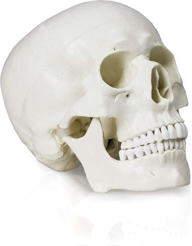 Vision Scientific VAL207-A Life-Size Human Skull – 3 Parts | Medical Grade, Features Joints, Sutures, Fissures, Joints, Foramina and Processes | Removable Skull Cap, Full Dentition | W Manual in Kuwait