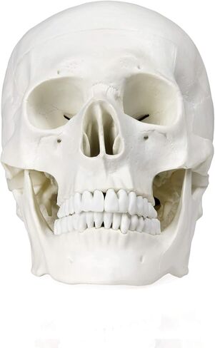 Vision Scientific VAL207-A Life-Size Human Skull – 3 Parts | Medical Grade, Features Joints, Sutures, Fissures, Joints, Foramina and Processes | Removable Skull Cap, Full Dentition | W Manual in Kuwait
