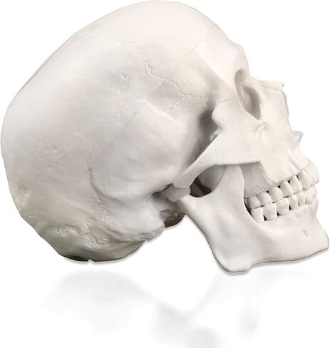 Vision Scientific VAL207-A Life-Size Human Skull – 3 Parts | Medical Grade, Features Joints, Sutures, Fissures, Joints, Foramina and Processes | Removable Skull Cap, Full Dentition | W Manual in Kuwait