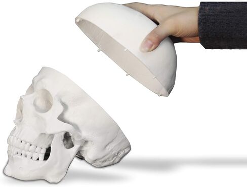 Vision Scientific VAL207-A Life-Size Human Skull – 3 Parts | Medical Grade, Features Joints, Sutures, Fissures, Joints, Foramina and Processes | Removable Skull Cap, Full Dentition | W Manual in Kuwait