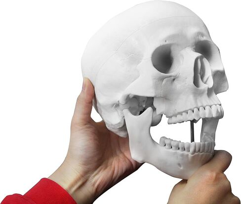 Vision Scientific VAL207-A Life-Size Human Skull – 3 Parts | Medical Grade, Features Joints, Sutures, Fissures, Joints, Foramina and Processes | Removable Skull Cap, Full Dentition | W Manual in Kuwait