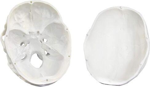 Vision Scientific VAL207-A Life-Size Human Skull – 3 Parts | Medical Grade, Features Joints, Sutures, Fissures, Joints, Foramina and Processes | Removable Skull Cap, Full Dentition | W Manual in Kuwait
