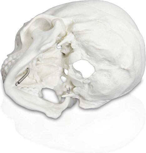 Vision Scientific VAL207-A Life-Size Human Skull – 3 Parts | Medical Grade, Features Joints, Sutures, Fissures, Joints, Foramina and Processes | Removable Skull Cap, Full Dentition | W Manual in Kuwait