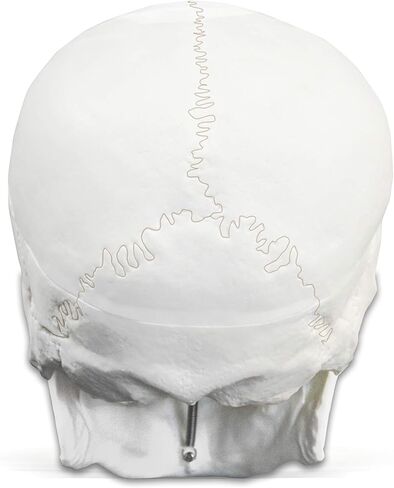 Vision Scientific VAL207-A Life-Size Human Skull – 3 Parts | Medical Grade, Features Joints, Sutures, Fissures, Joints, Foramina and Processes | Removable Skull Cap, Full Dentition | W Manual in Kuwait