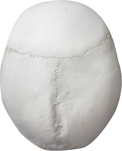 Vision Scientific VAL207-A Life-Size Human Skull – 3 Parts | Medical Grade, Features Joints, Sutures, Fissures, Joints, Foramina and Processes | Removable Skull Cap, Full Dentition | W Manual in Kuwait