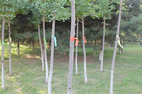 عرض 1.18 بوصة، شريط علم بطول 300 بوصة للمناطق أو الحدود الخطرة، شريط غير لاصق، شريط علم اقتصادي (برتقالي) in Kuwait