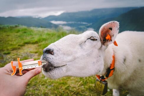 محقنة ماعز من قطعتين، فوهة غطس، حقنة غمر قابلة لاعادة الاستخدام، جرعة قابلة للتعديل، مستلزمات تغذية الماعز والخنازير والكلاب (10 مل) in Kuwait