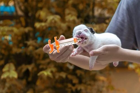 محقنة ماعز من قطعتين، فوهة غطس، حقنة غمر قابلة لاعادة الاستخدام، جرعة قابلة للتعديل، مستلزمات تغذية الماعز والخنازير والكلاب (10 مل) in Kuwait