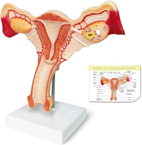 EVOTECH Human Uterus and Ovary Model, 2022 Newest Female Reproductive Organ Model, Female Genital Organ, Shows Uterus, Ovary, Vagina, Uterine Medical Teaching Anatomical Gynecology in Saudi Arabia