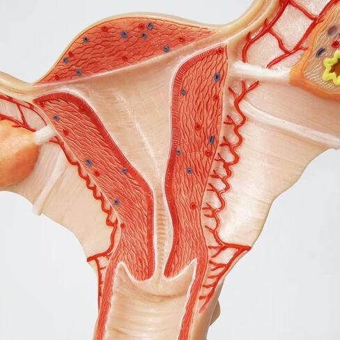 EVOTECH Human Uterus and Ovary Model, 2022 Newest Female Reproductive Organ Model, Female Genital Organ, Shows Uterus, Ovary, Vagina, Uterine Medical Teaching Anatomical Gynecology in Saudi Arabia