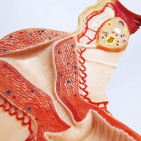 EVOTECH Human Uterus and Ovary Model, 2022 Newest Female Reproductive Organ Model, Female Genital Organ, Shows Uterus, Ovary, Vagina, Uterine Medical Teaching Anatomical Gynecology in Saudi Arabia