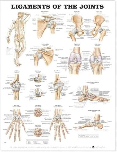 Ligaments of the Joints Anatomical Chart in Saudi Arabia