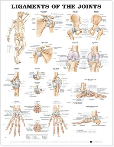 Ligaments of the Joints Anatomical Chart in Saudi Arabia