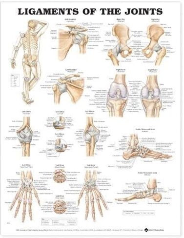 Ligaments of the Joints Anatomical Chart in Saudi Arabia