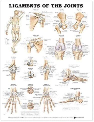 Ligaments of the Joints Anatomical Chart in Saudi Arabia
