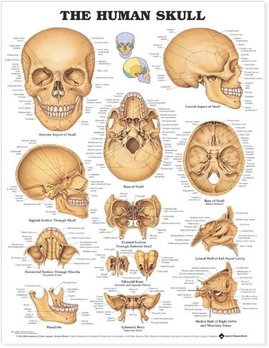 ACC - The Human Skull Anatomical Chart in Saudi Arabia