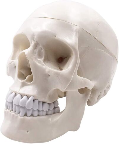 نموذج الهيكل العظمي البشري لجمجمة الإنسان، حجم الحياة للبالغ نموذج الهيكل العظمي، يتضمن مجموعة كاملة من الأسنان، وقبعة جمجمة قابلة للإزالة وقناع مفصلي in Kuwait