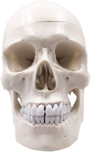 نموذج الهيكل العظمي البشري لجمجمة الإنسان، حجم الحياة للبالغ نموذج الهيكل العظمي، يتضمن مجموعة كاملة من الأسنان، وقبعة جمجمة قابلة للإزالة وقناع مفصلي in Kuwait