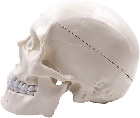 نموذج الهيكل العظمي البشري لجمجمة الإنسان، حجم الحياة للبالغ نموذج الهيكل العظمي، يتضمن مجموعة كاملة من الأسنان، وقبعة جمجمة قابلة للإزالة وقناع مفصلي in Kuwait