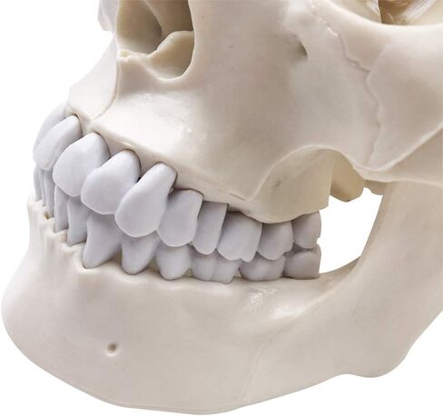 نموذج الهيكل العظمي البشري لجمجمة الإنسان، حجم الحياة للبالغ نموذج الهيكل العظمي، يتضمن مجموعة كاملة من الأسنان، وقبعة جمجمة قابلة للإزالة وقناع مفصلي in Kuwait