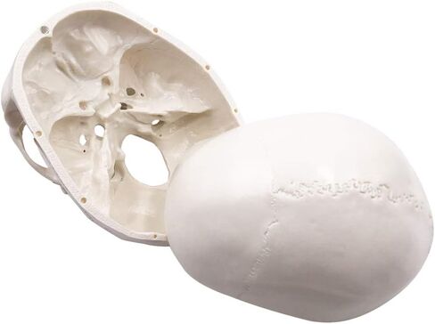 نموذج الهيكل العظمي البشري لجمجمة الإنسان، حجم الحياة للبالغ نموذج الهيكل العظمي، يتضمن مجموعة كاملة من الأسنان، وقبعة جمجمة قابلة للإزالة وقناع مفصلي in Kuwait