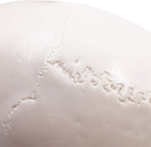 نموذج الهيكل العظمي البشري لجمجمة الإنسان، حجم الحياة للبالغ نموذج الهيكل العظمي، يتضمن مجموعة كاملة من الأسنان، وقبعة جمجمة قابلة للإزالة وقناع مفصلي in Kuwait