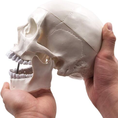 نموذج الهيكل العظمي البشري لجمجمة الإنسان، حجم الحياة للبالغ نموذج الهيكل العظمي، يتضمن مجموعة كاملة من الأسنان، وقبعة جمجمة قابلة للإزالة وقناع مفصلي in Kuwait