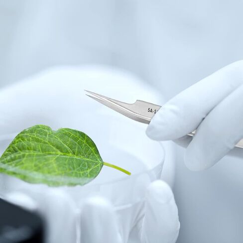 Excelta - 5A-SA-SE - ملاقط - نقطة فائقة الدقة - إزاحة - نجمة واحدة - مضاد للماج. SS، الارتفاع 0.06 بوصة، العرض 0.3930 بوصة، الطول 4.5 بوصة in Kuwait