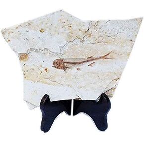 SUNNYHILL Fish Fossil Real Comes from The Western Liaoning China 150 Million Years Ago Lycoptera in Kuwait